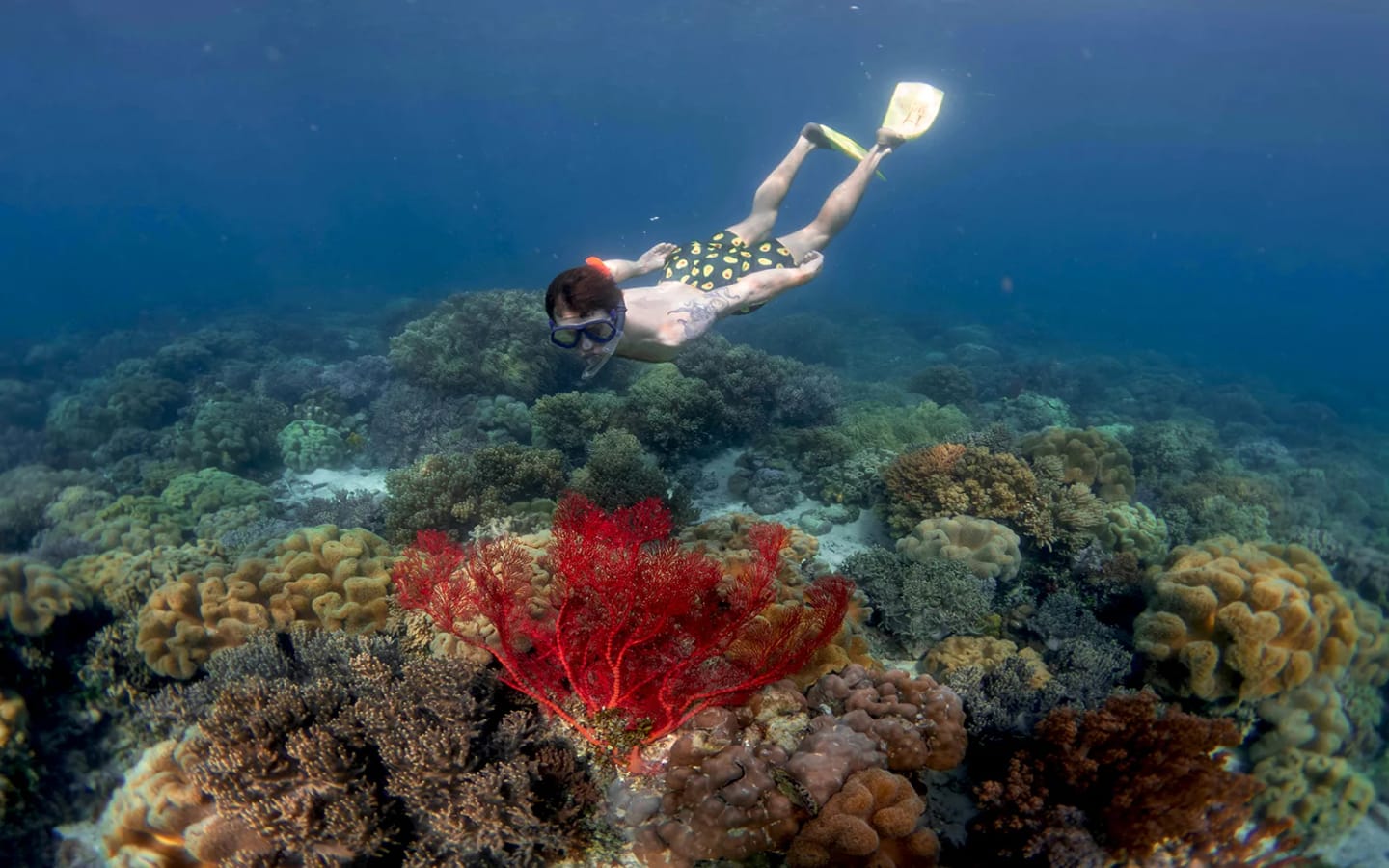 Verso Koh Tao: il paradiso dello snorkeling e il segreto delle tartarughe marine