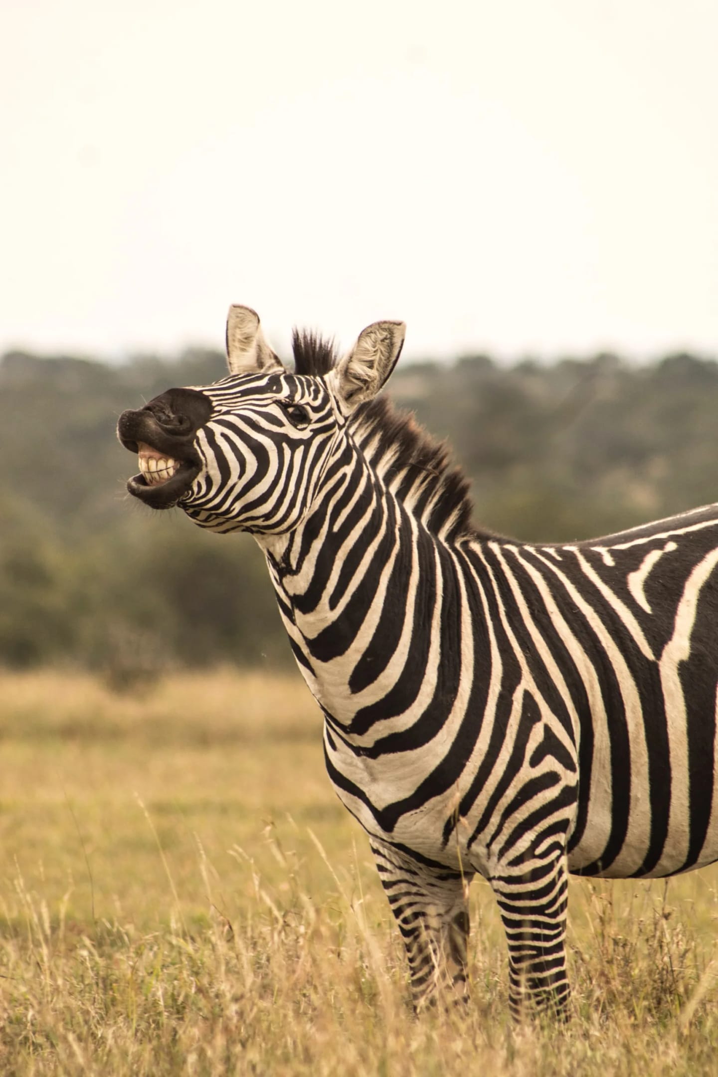 Safari in Kenya
