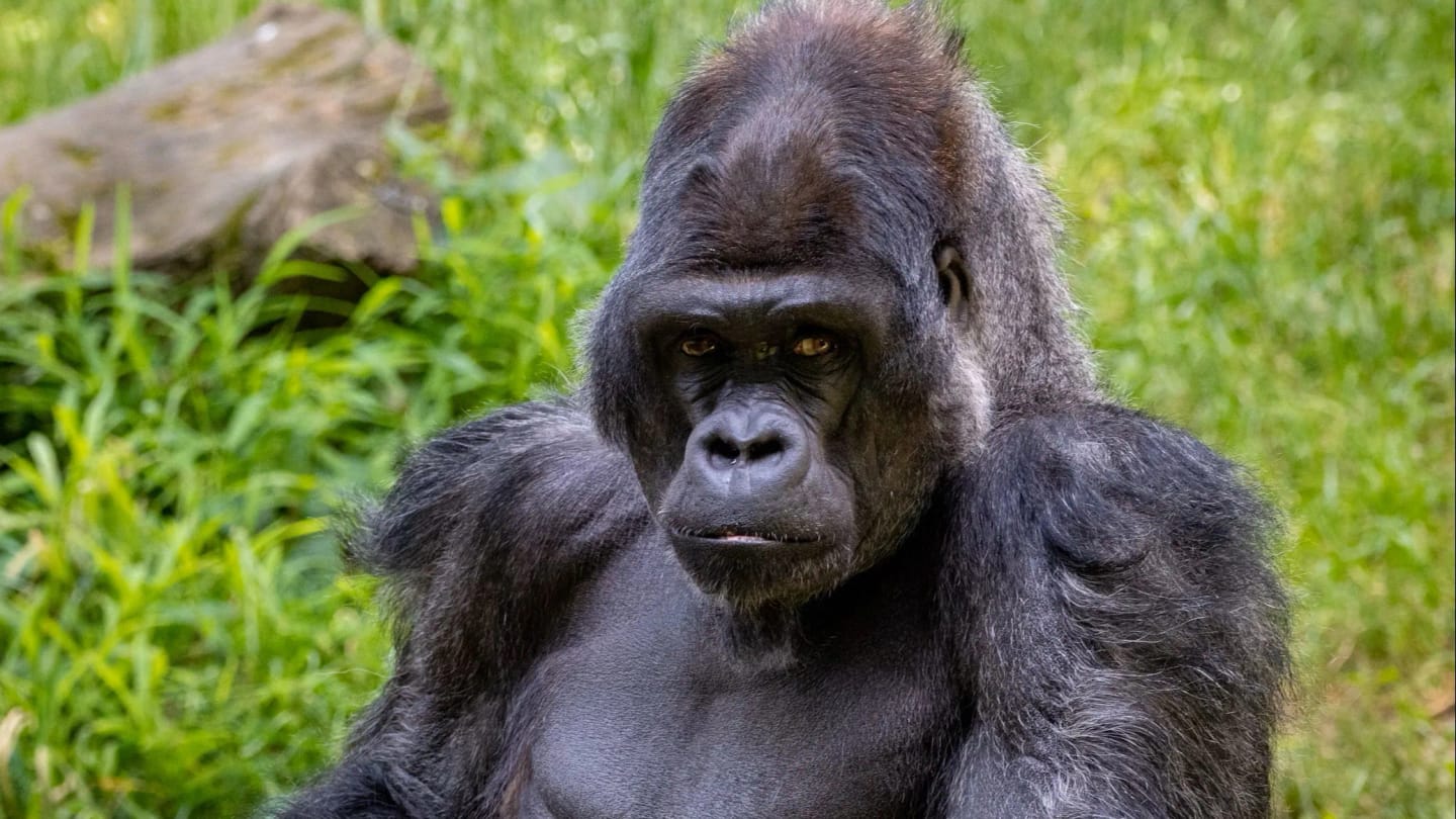 Viaggio in Uganda e Ruanda