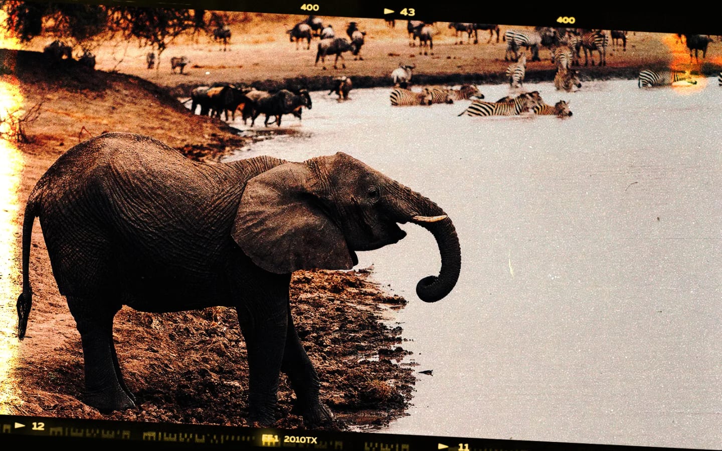 Safari a Tarangire: Baobab ed elefanti con Fujifilm X-M5