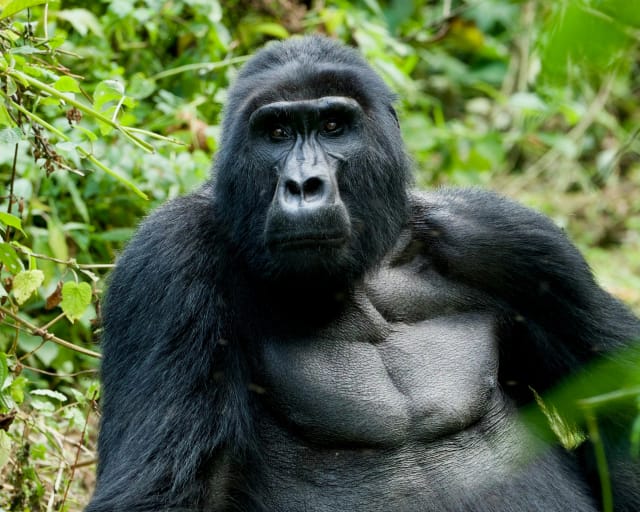 Viaggio di gruppo solidale Uganda e gorilla