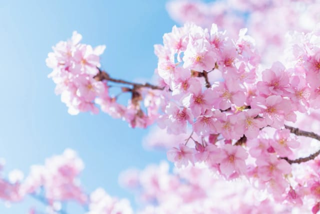 Giappone Hanami: Rail Adventure con Adrian