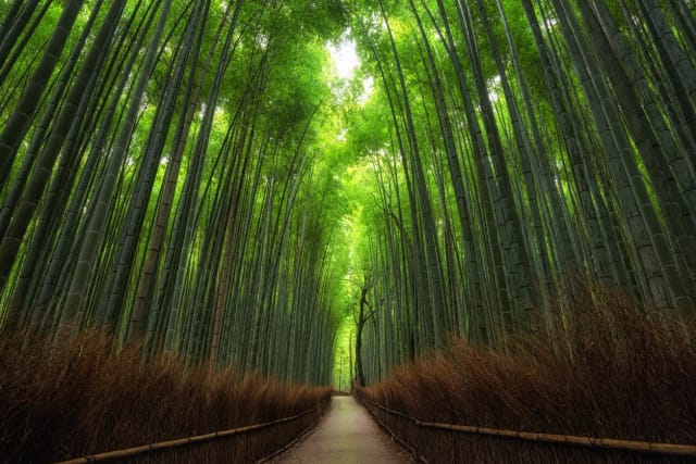 Japan Science Trip con Luca Perri: da EXPO 2025 alla Star Wars Celebration