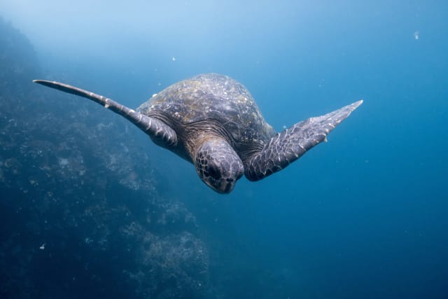 Viaggi di gruppo Ecuador e Isole Galapagos