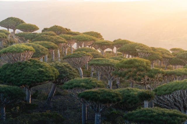viaggio a socotra