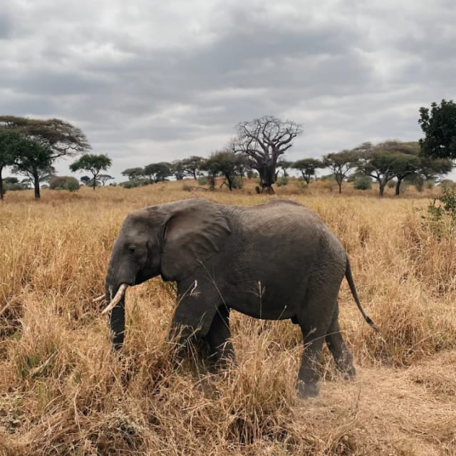 Viaggio di gruppo in Tanzania