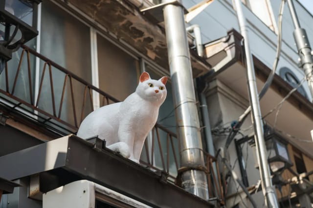 Tokyo Safari con Edo