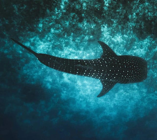 Maldive Coral Reef Adventure