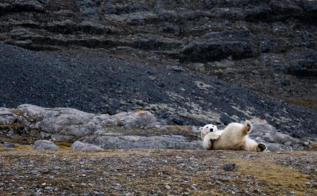 Viaggio di gruppo alle Svalbard