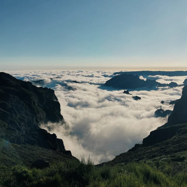 Madeira Wild