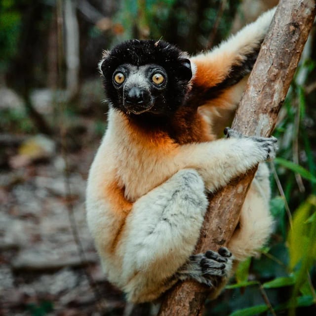 Viaggio di gruppo in Madagascar