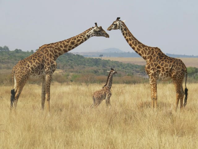 Viaggio di gruppo in Kenya