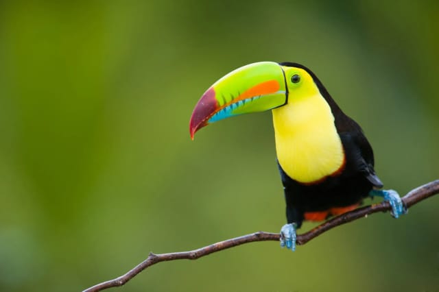 Viaggio in Colombia e Amazzonia